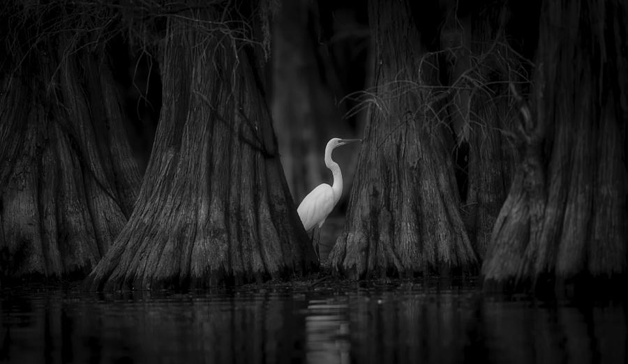 Egret And Cypress Photograph by Michael Zheng