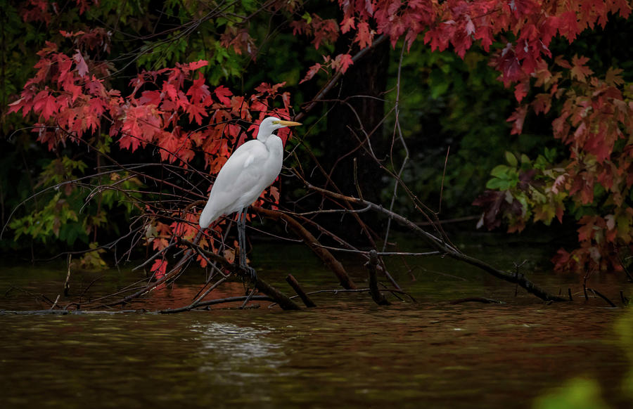 Egret And Fall Photograph by Ray Congrove