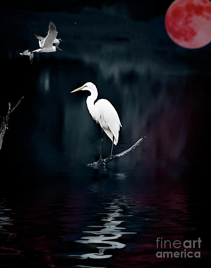 Egret at night Photograph by Cecil Fuselier