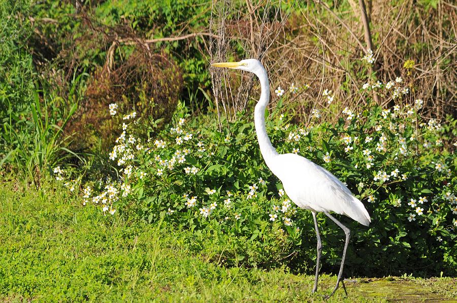 Egret At The  Green Way  Bike And Walk Pathway In New Orleans  Photograph by Michael Hoard