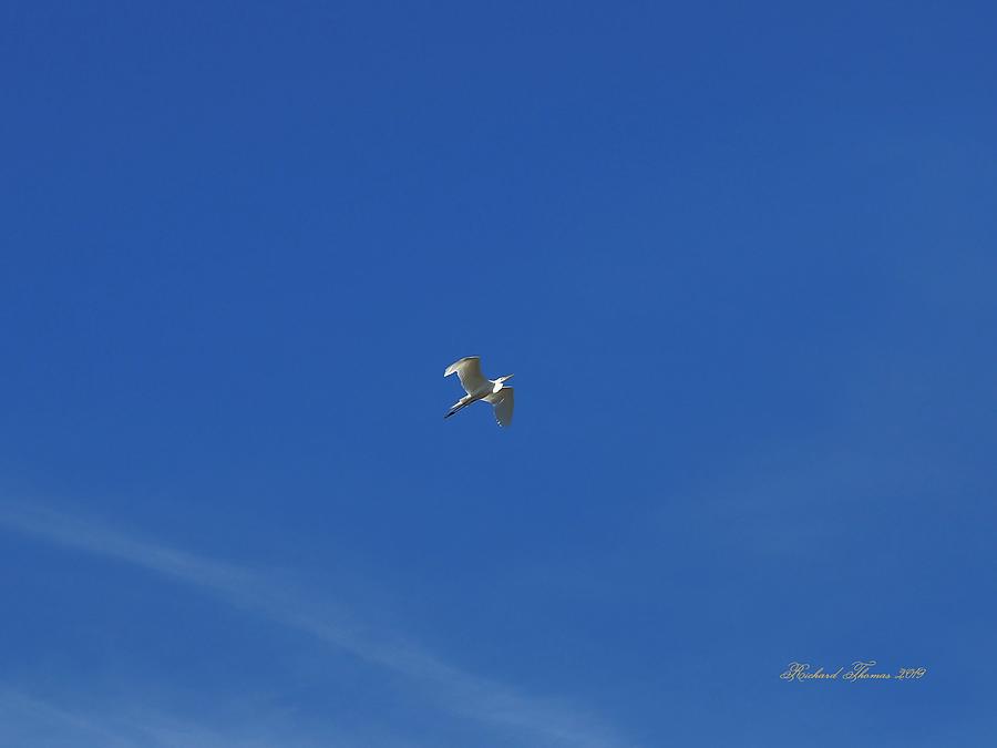 Egret Blue Sky Photograph by Richard Thomas