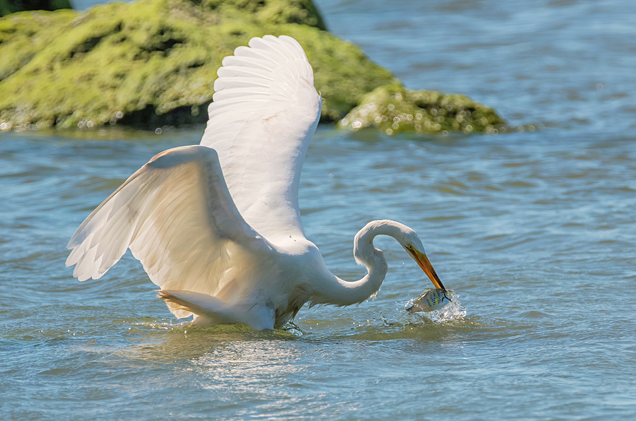 Egret Catches a Shiner Photograph by Loree Johnson