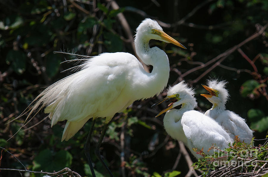 Egret Chicks Photograph by Dale Powell