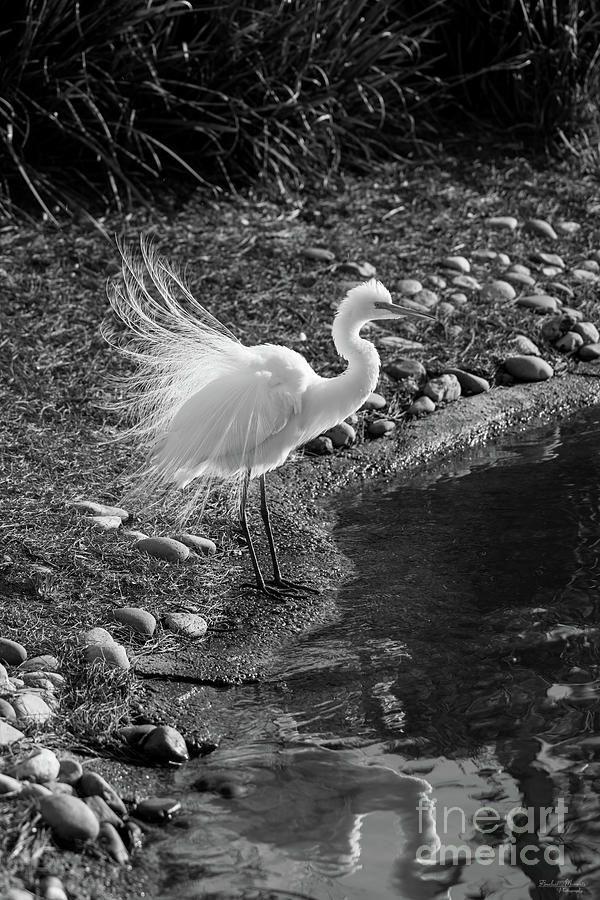 Egret Courtship Display Grayscale Photograph by Jennifer White