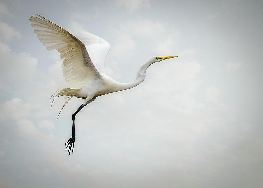 Egret Photograph by Diana Kehoe Photography