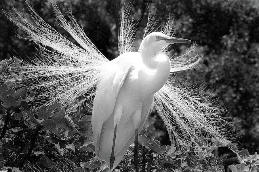 Egret Display Photograph by Jerry Griffin