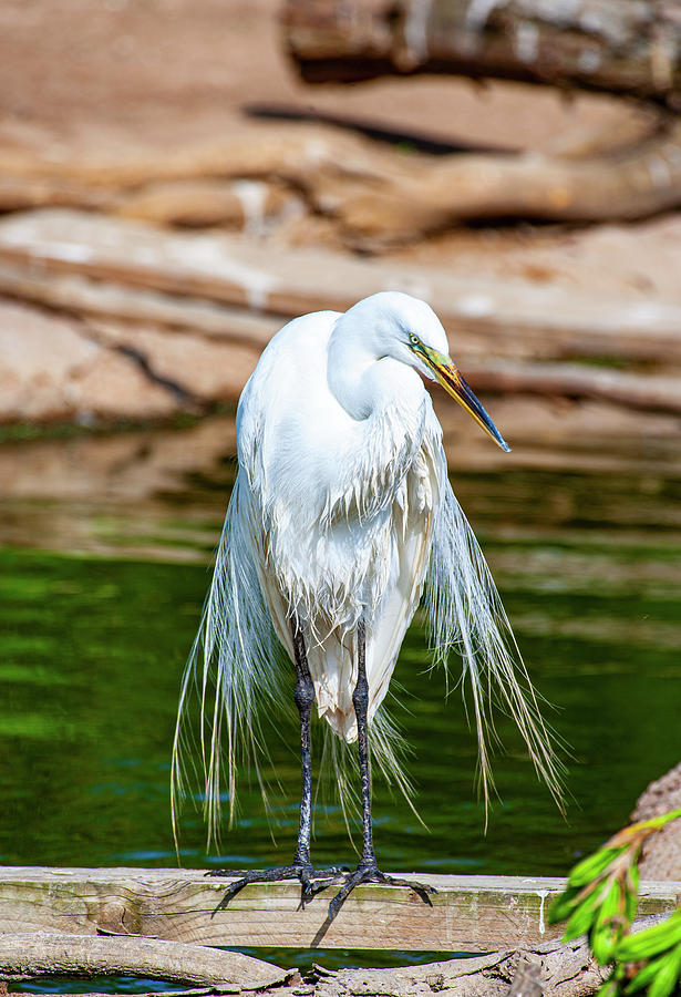 Great Egret Drying Photograph by Anthony Jones