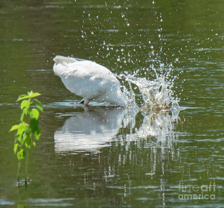 Egret Dunking For Fish by Michael D Miller Egret Dunking For Fish by Michael D Miller