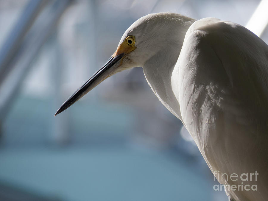 Egret eye Photograph by Christy Garavetto