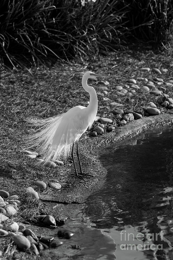 Egret Feather Dance Grayscale Photograph by Jennifer White