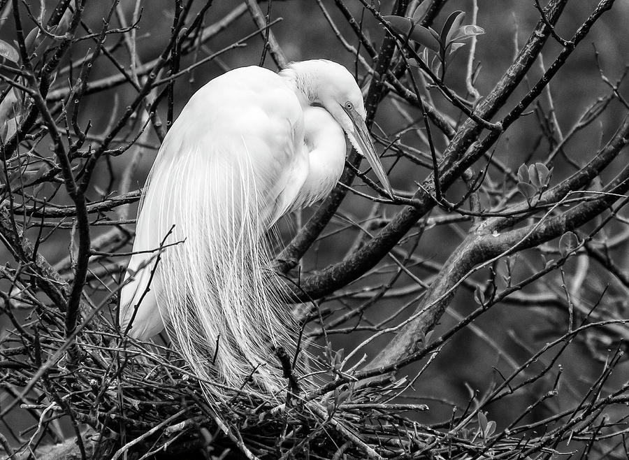 Egret Feather Finery Photograph by Ginger Stein