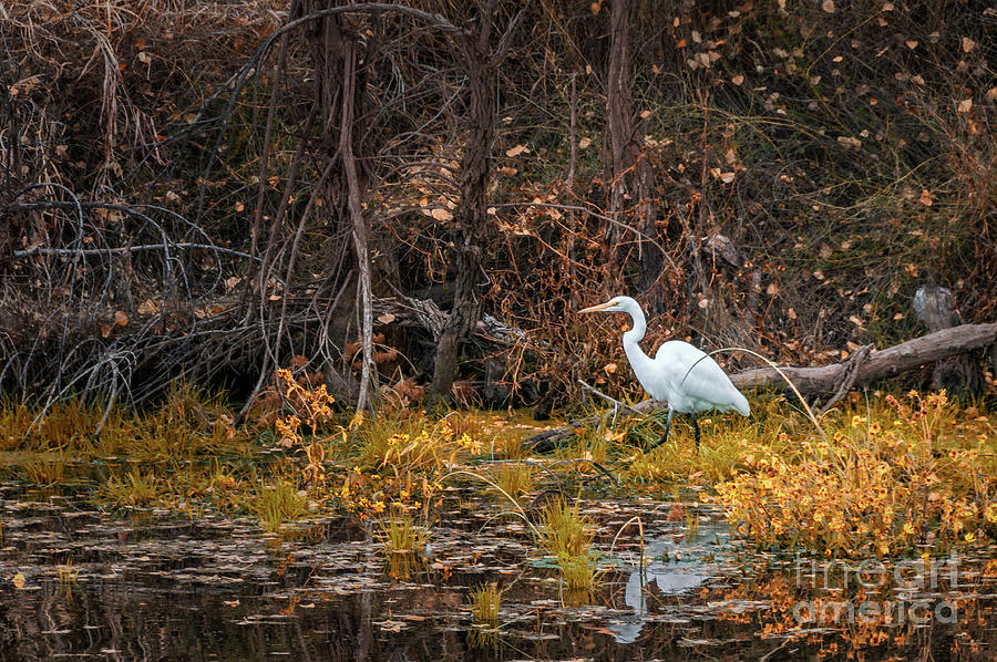 Egret Fishing 5 Toned Photograph by Al Andersen