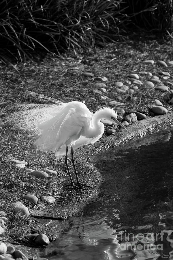 Egret Fluff Grayscale Photograph by Jennifer White