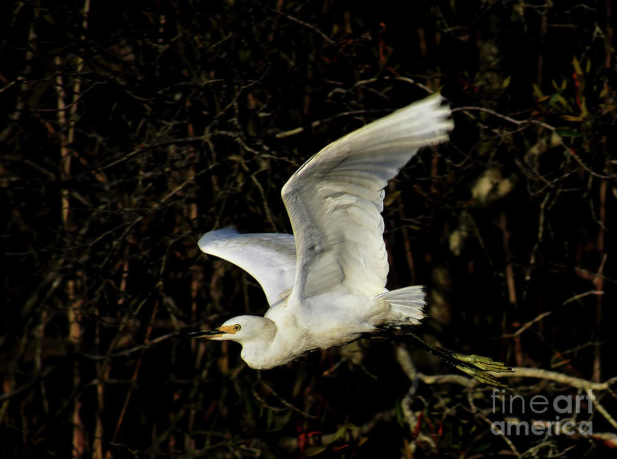 Egret Fright Photograph by Skip Willits