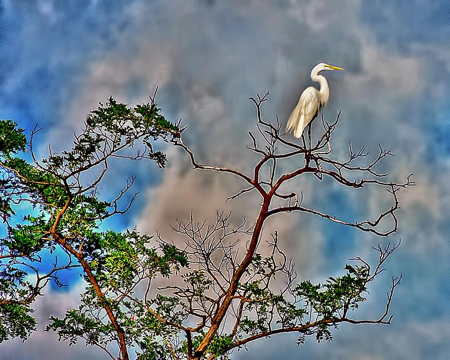 Egret in a Tree Photograph by Cordia Murphy