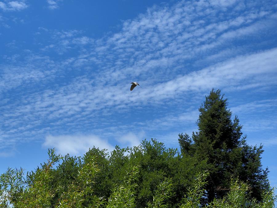 Egret in Cloudy Blue Sky Photograph by Richard Thomas