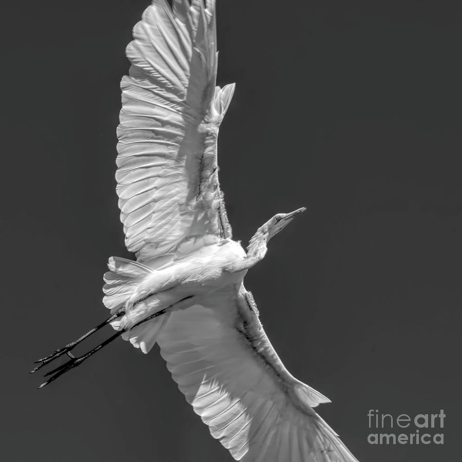 Egret in Flight BW Square Digital Art by Elisabeth Lucas - Fine Art America