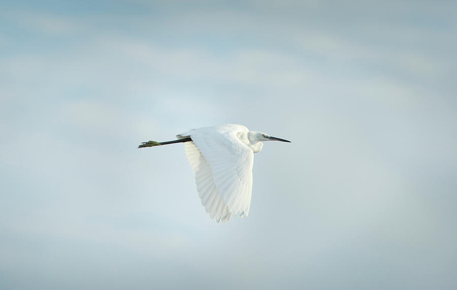 Egret In Flight Photograph by Jeangill