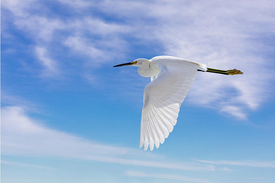 Egret in Flight Photograph by Mark Harrington