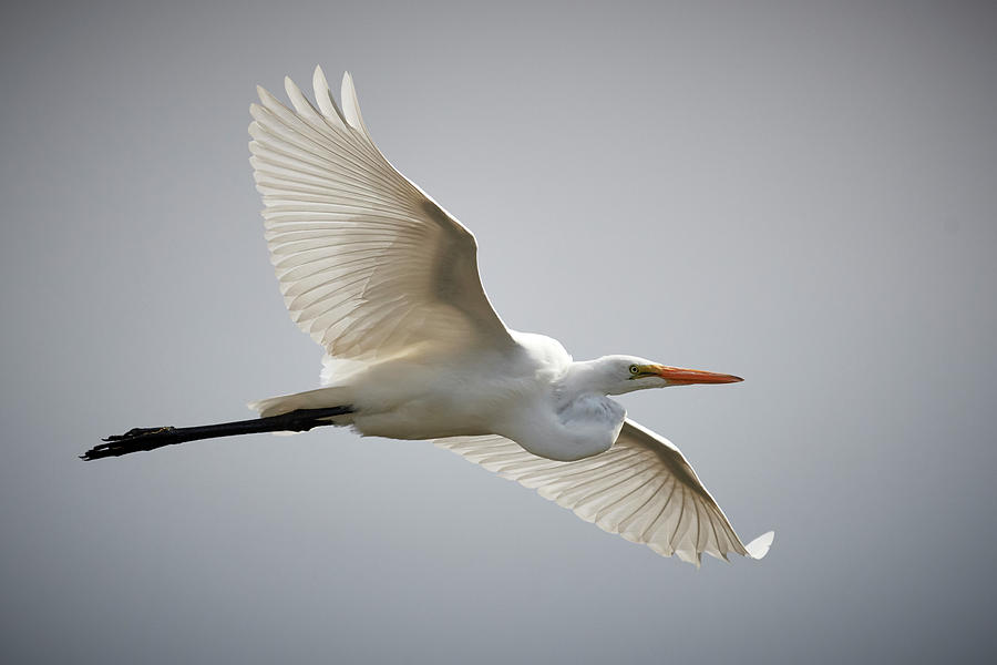 Egret In Flight Photograph by Paul Freidlund