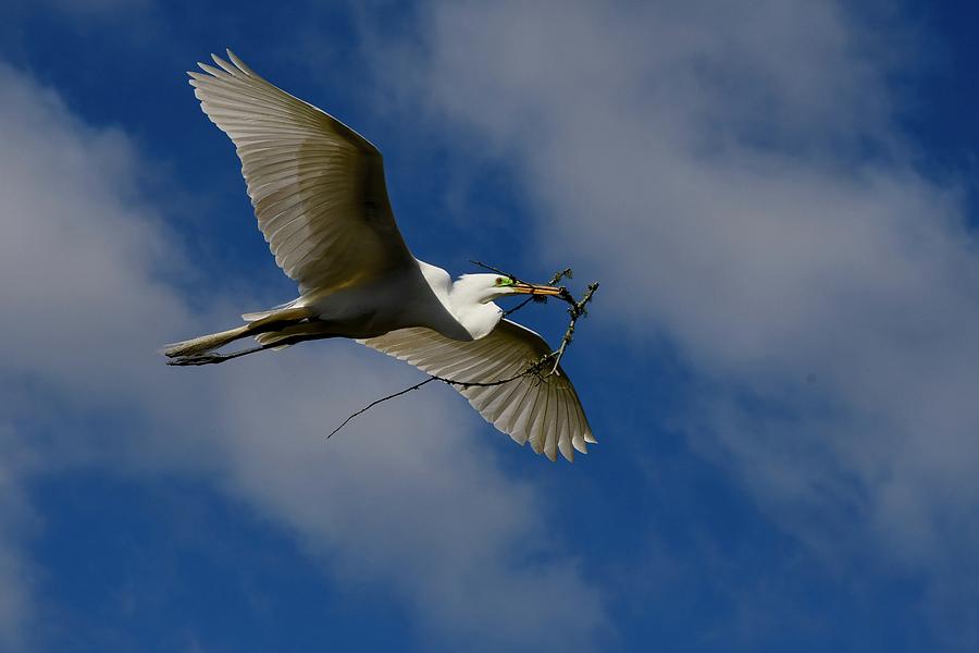 Egret In Flight with Branch Photograph by Richard Bryce and Family