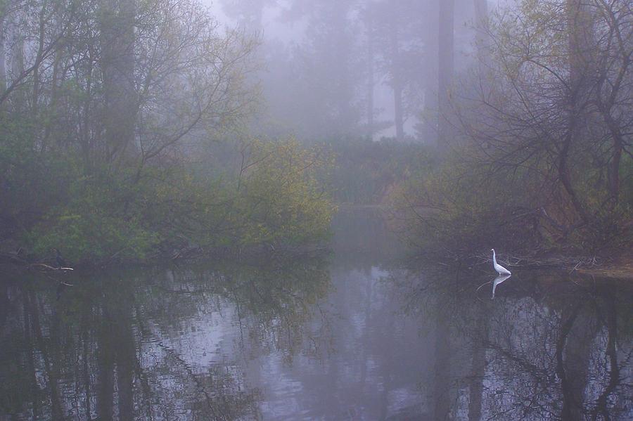 Egret In Fog Photograph by Linda Vanoudenhaegen