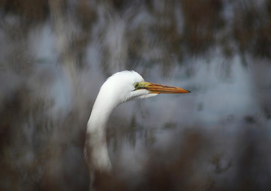 Egret in Hiding Photograph by Morgan Wright