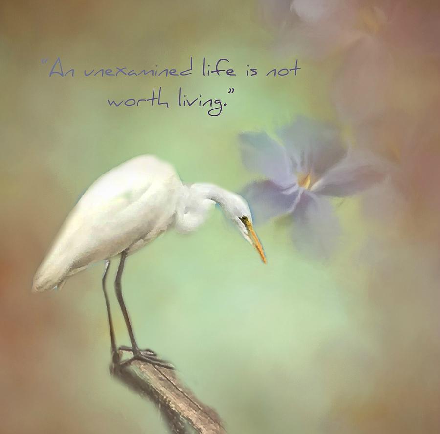 Egret in Louisiana Photograph by Minnetta Heidbrink - Fine Art America