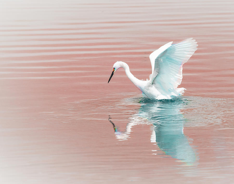 Egret in Pink Photograph by Lowell Monke