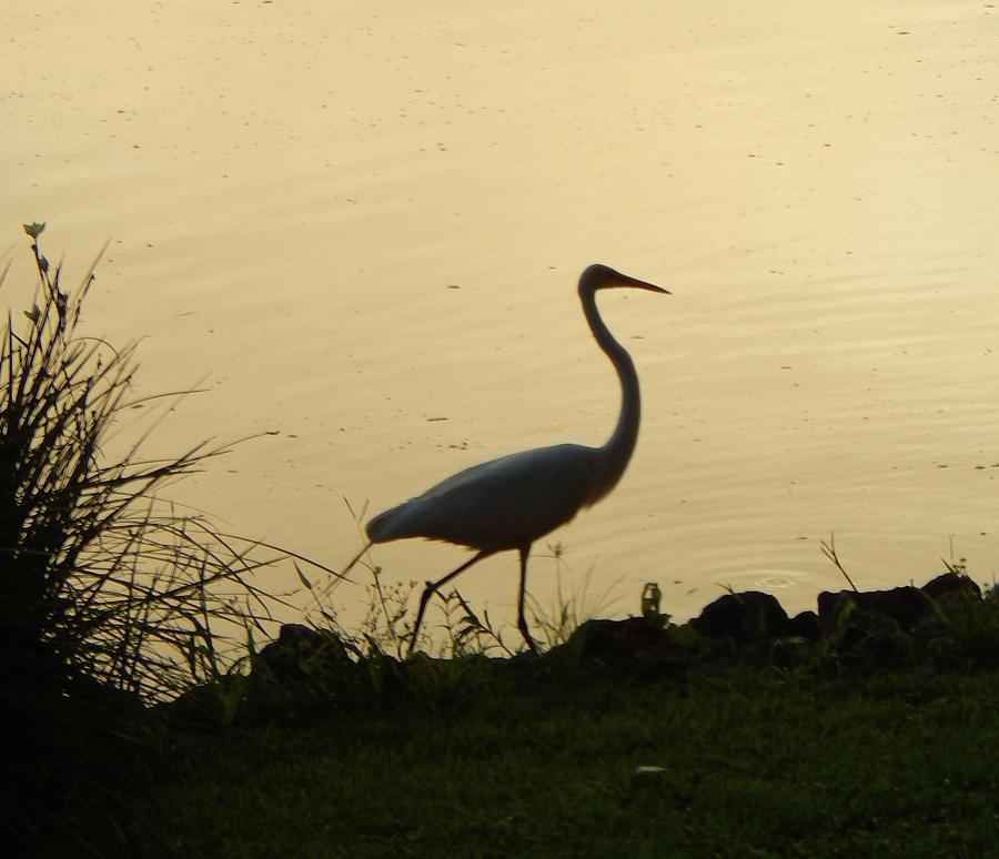 Egret in Silhouette Photograph by Karen Stansberry