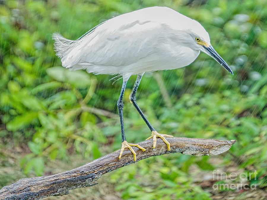 Egret in the Rain Photograph by Judy Kay