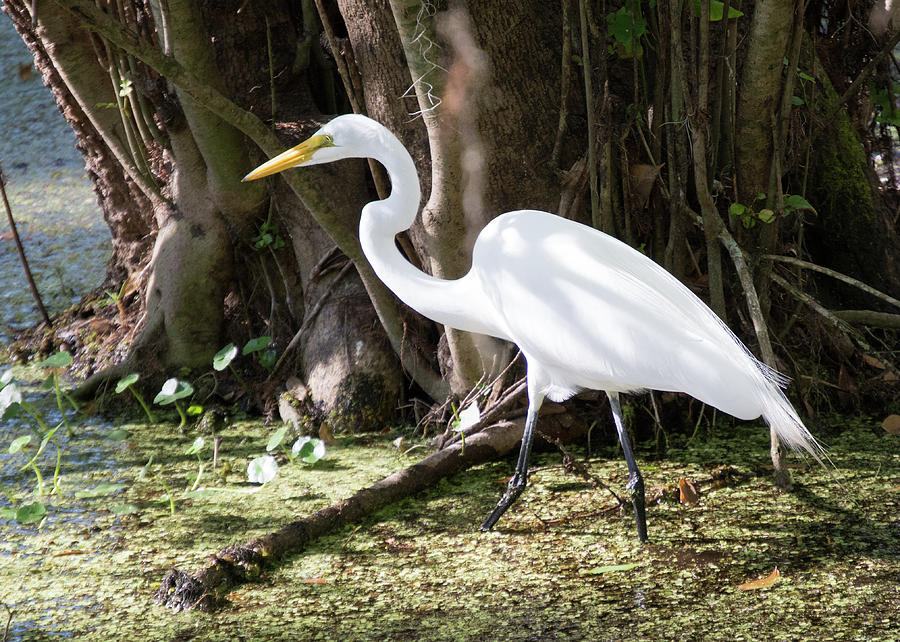 Egret in the Swamp Photograph by Margaret Zabor