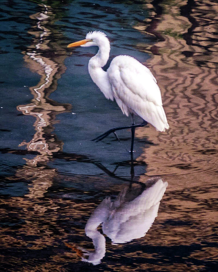 Egret in the Water Photograph by Tom Gort