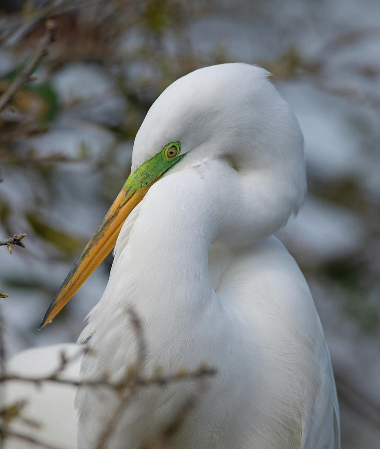 Egret by Kenny Nobles Egret by Kenny Nobles