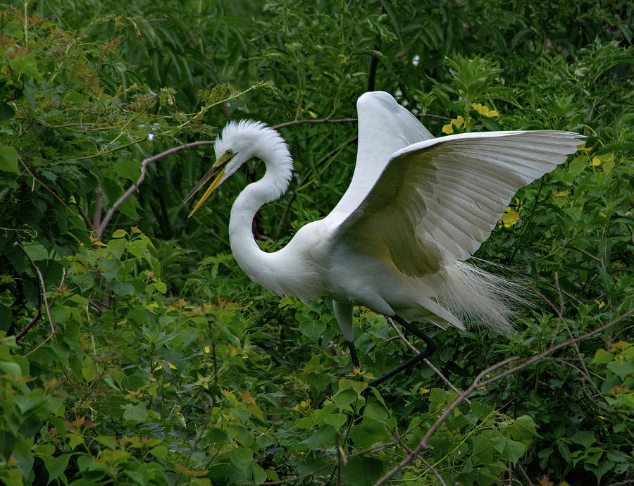 Egret Landing Photograph by Margaret Zabor