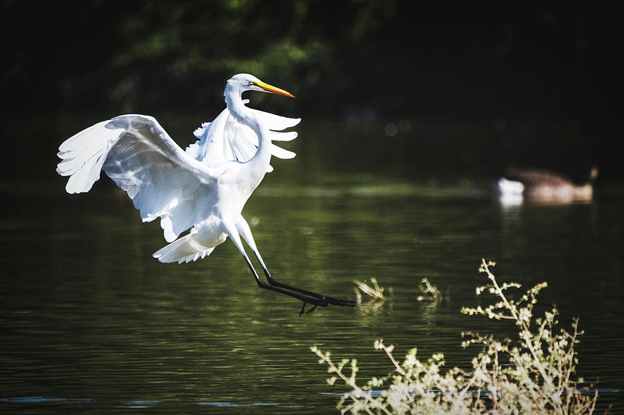 Egret Landing  Photograph by Saija Lehtonen