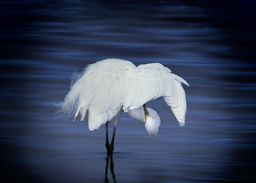 Wildlife Photograph - Egret Like A Flower by Hannah Zhang