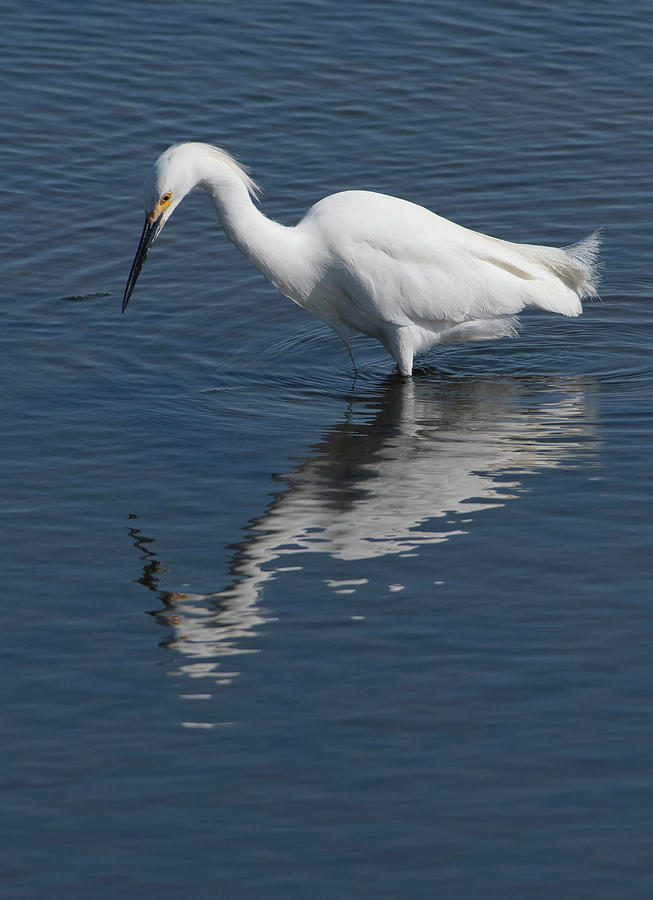 Egret Looking At It's Reflection Photograph by Jules Vuotto - Pixels