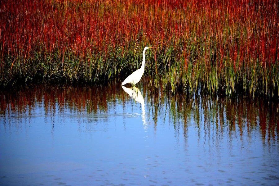 Egret Looking For Lizards Photograph by Cynthia Guinn