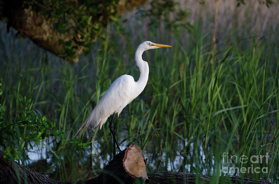 Egret - Marsh Fishing Photograph by Dale Powell