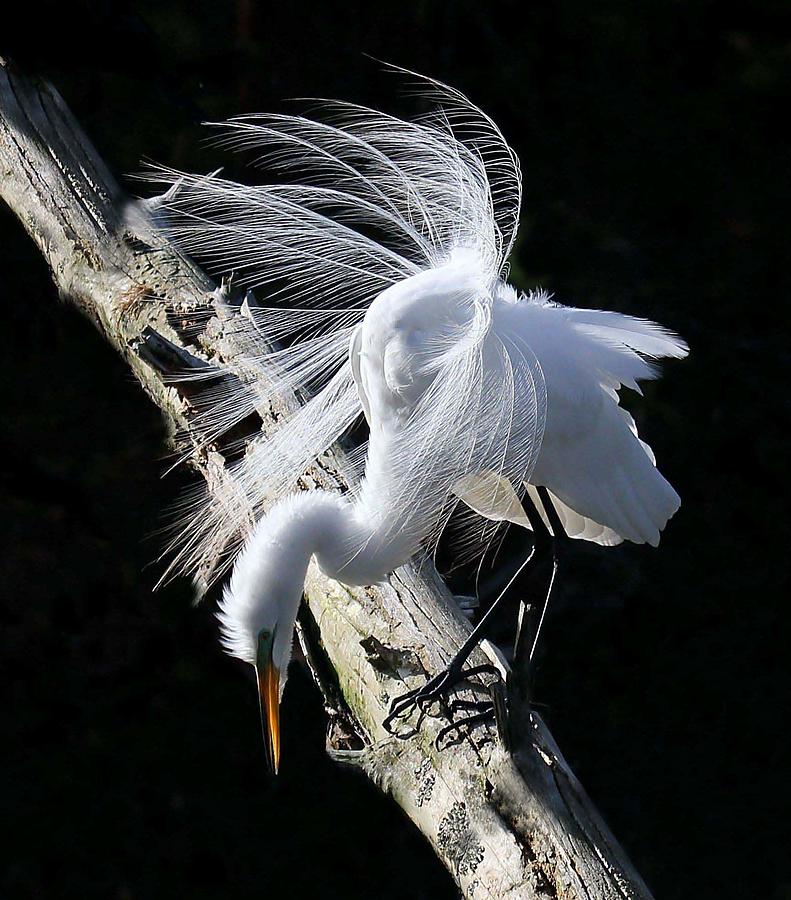 Egret Mating Plumage Photograph by Spiraling Road Photography