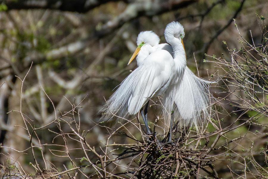 Egret Nesting Pair Photograph by Gary E Snyder