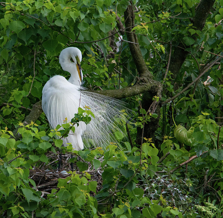 Egret on Nest with Eggs Photograph by Margaret Zabor