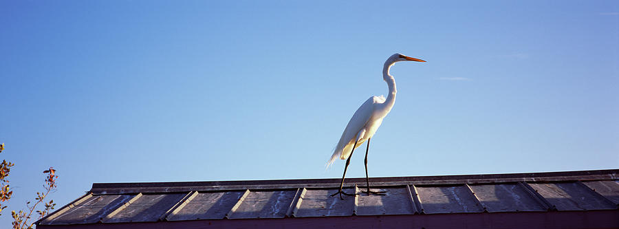 Egret On Roof Of A Building, Florida Photograph by Panoramic Images