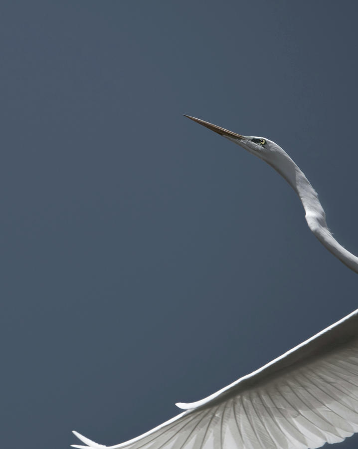 Egret on the Edge Photograph by Patricia Dennis