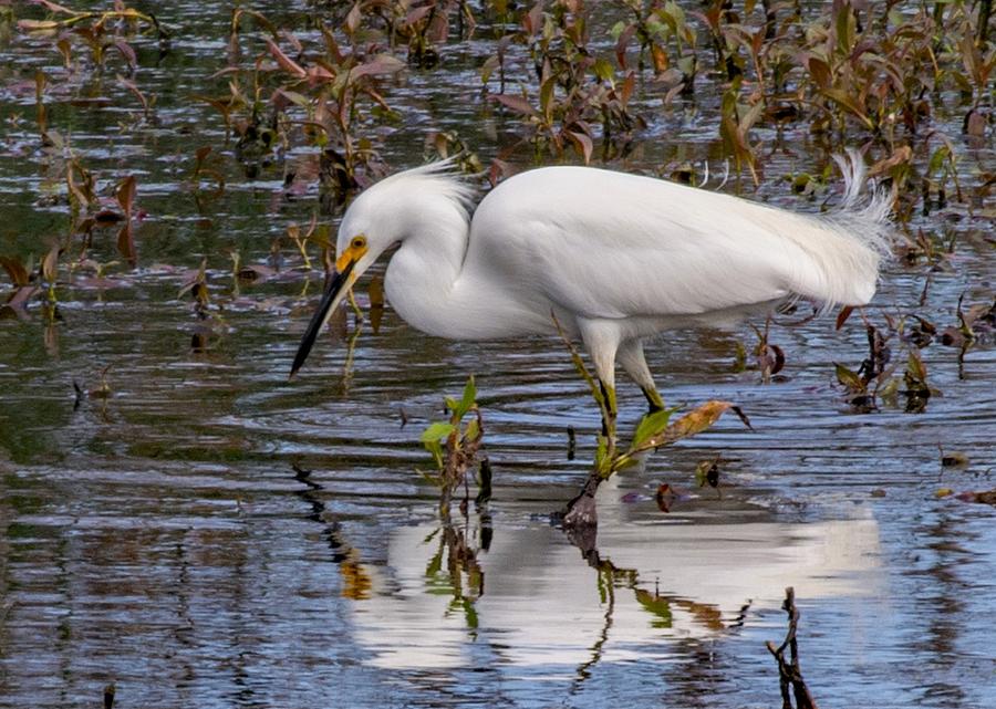 Egret on the Hunt Photograph by Margaret Zabor
