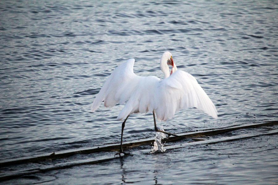 Egret On The Move With Supper Photograph by Cynthia Guinn