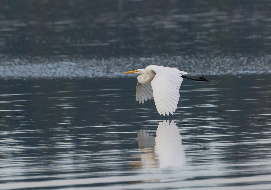 Egret Over the Alsea Photograph by Loree Johnson