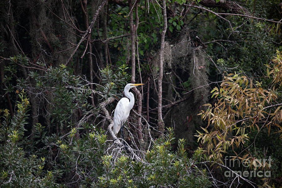 Egret Perch - Lowcountry Marsh  Photograph by Dale Powell