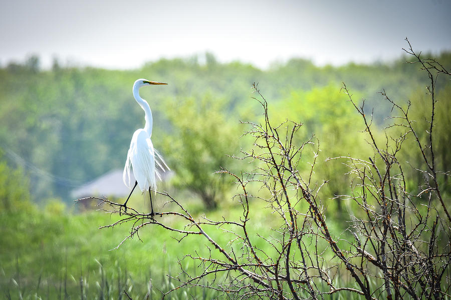 Egret Perch Photograph by Michelle Wittensoldner